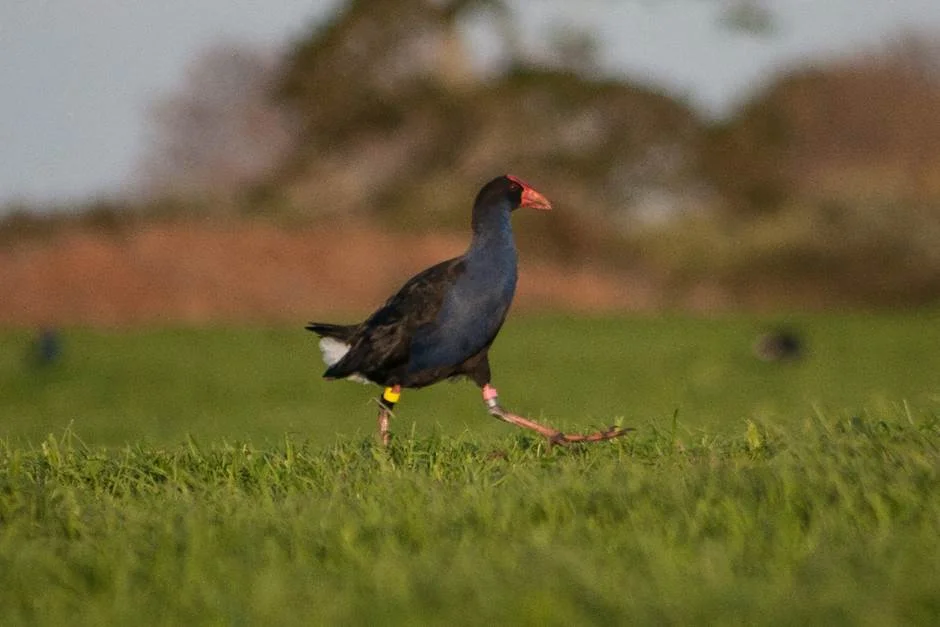 Fig. 1. Banded adult Pūkeko at the study site in Auckland, New Zealand. Photo credit Aileen Sweeney.
