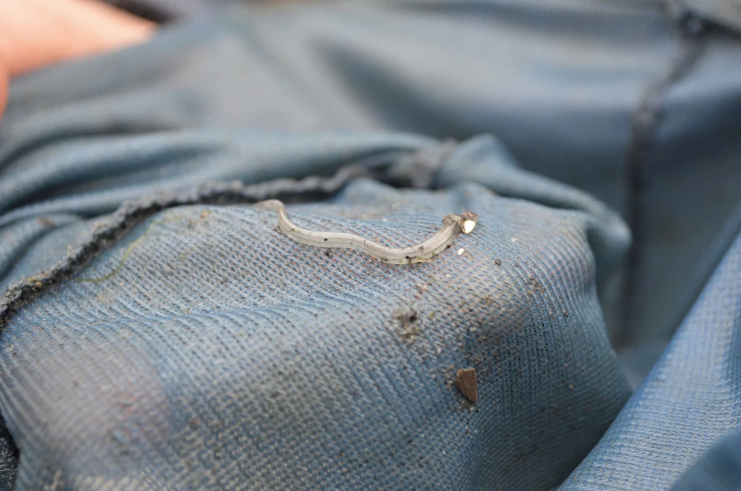 glass_eels_11.jpg