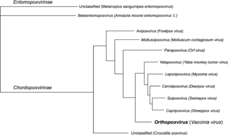 Figure 3. One possible poxvirus phylogenetic tree ( Hendrickson et al. 2010 ). (Source: National Library of Medicine, History of Medicine Division, Image Database. Creative Commons Attribution 3.0 Unported (CC BY 3.0) Open Source . https://openi.nlm.nih.gov/index.php)