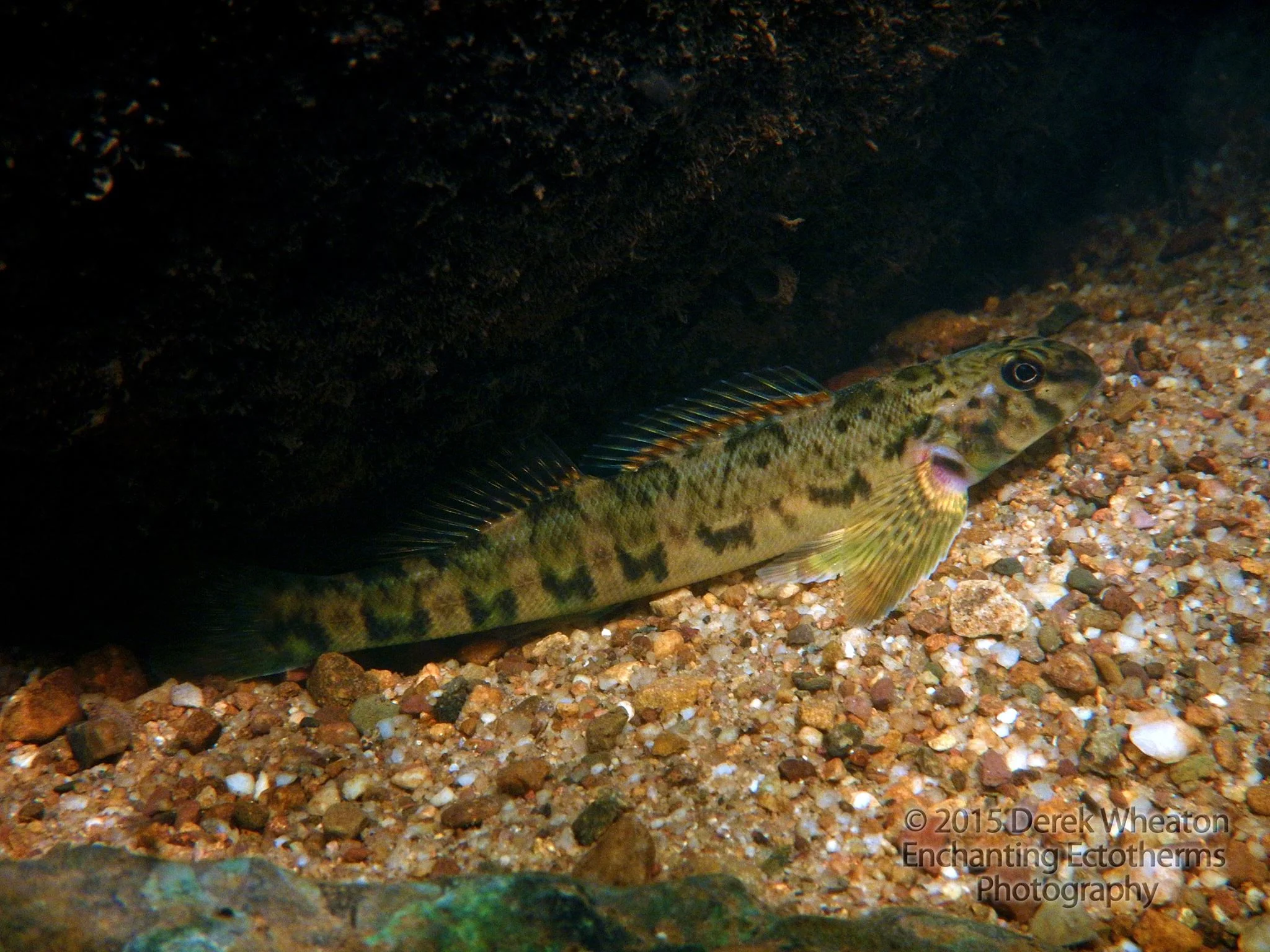 Figure 1. Greenside Darter ( Etheostoma blennioides ). Photo by Derek Wheaton.
