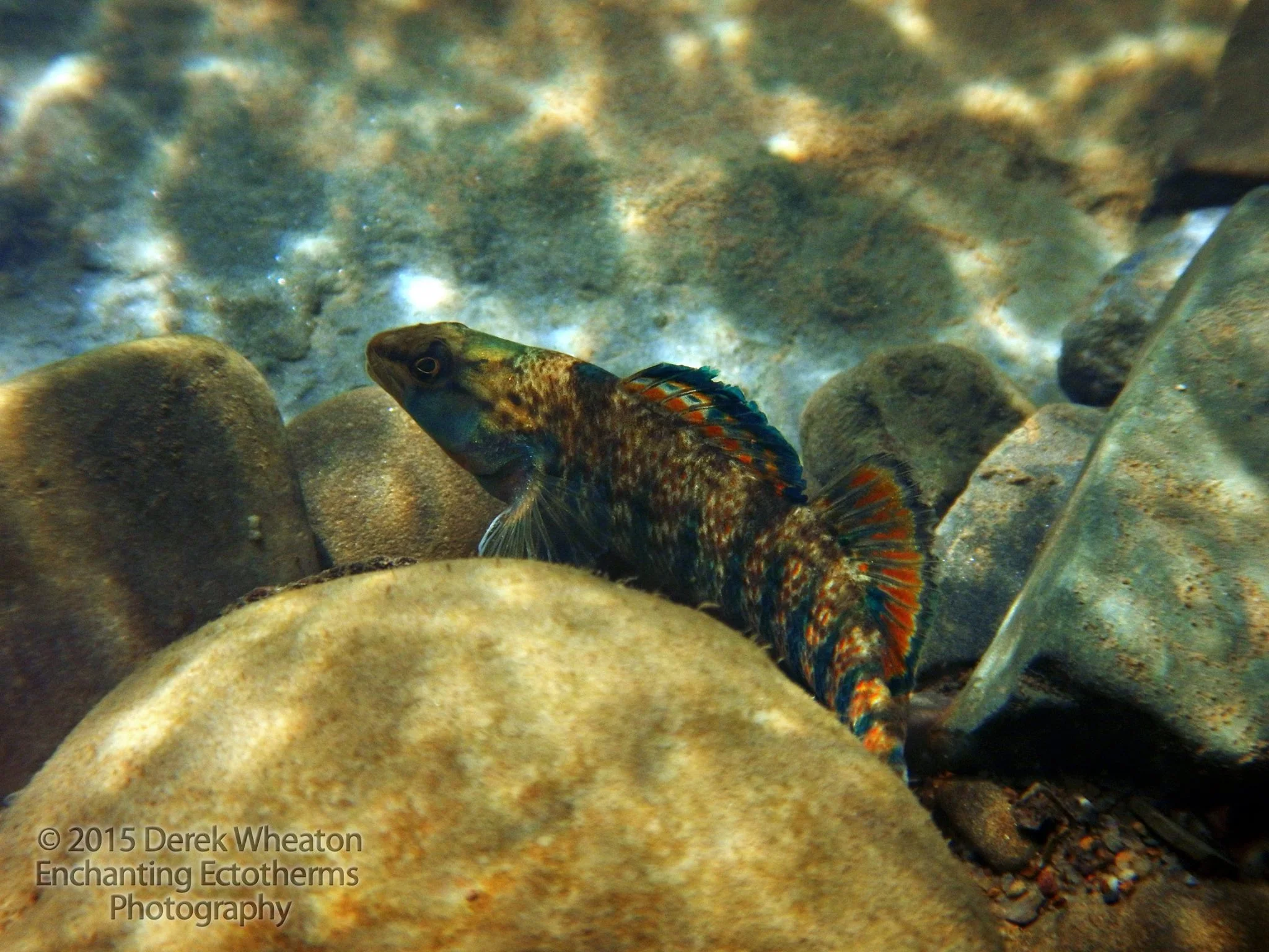 Figure 3. Rainbow Darter ( Etheostoma caeruleum ). Photo by Derek Wheaton.