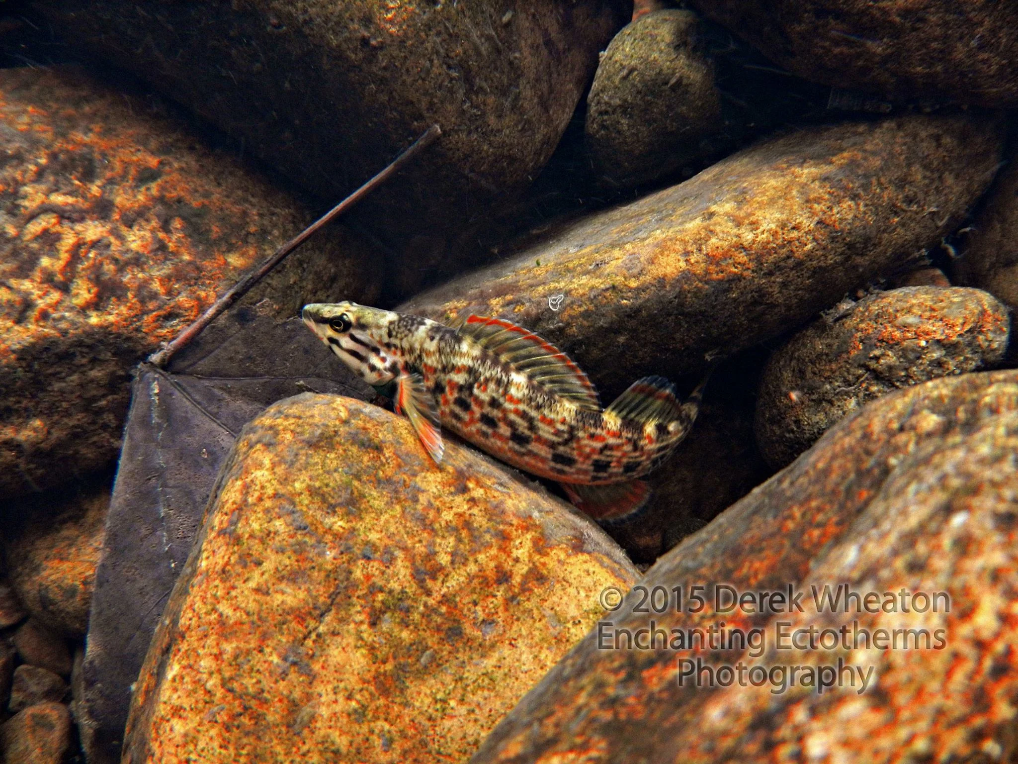 Figure 11. Redline Darter ( Etheostoma rufilineatum , or Nothonotus rufilineatus ). Photo by Derek Wheaton.