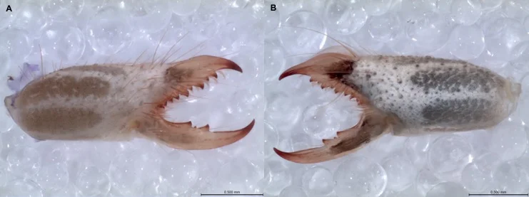Figure 4. Chelicerae of female (A) and male (B) of a mummuciid solifuge. Note the different morphologies between them, and that the male has a dorsal translucent structure, which is absent in females named the “flagellum,” that is involved in mating. Photos: R. Botero Trujillo.