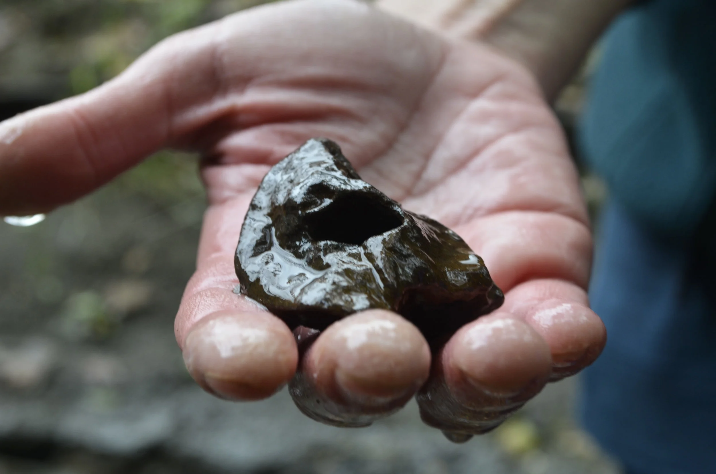 fossil_dig_15.jpg