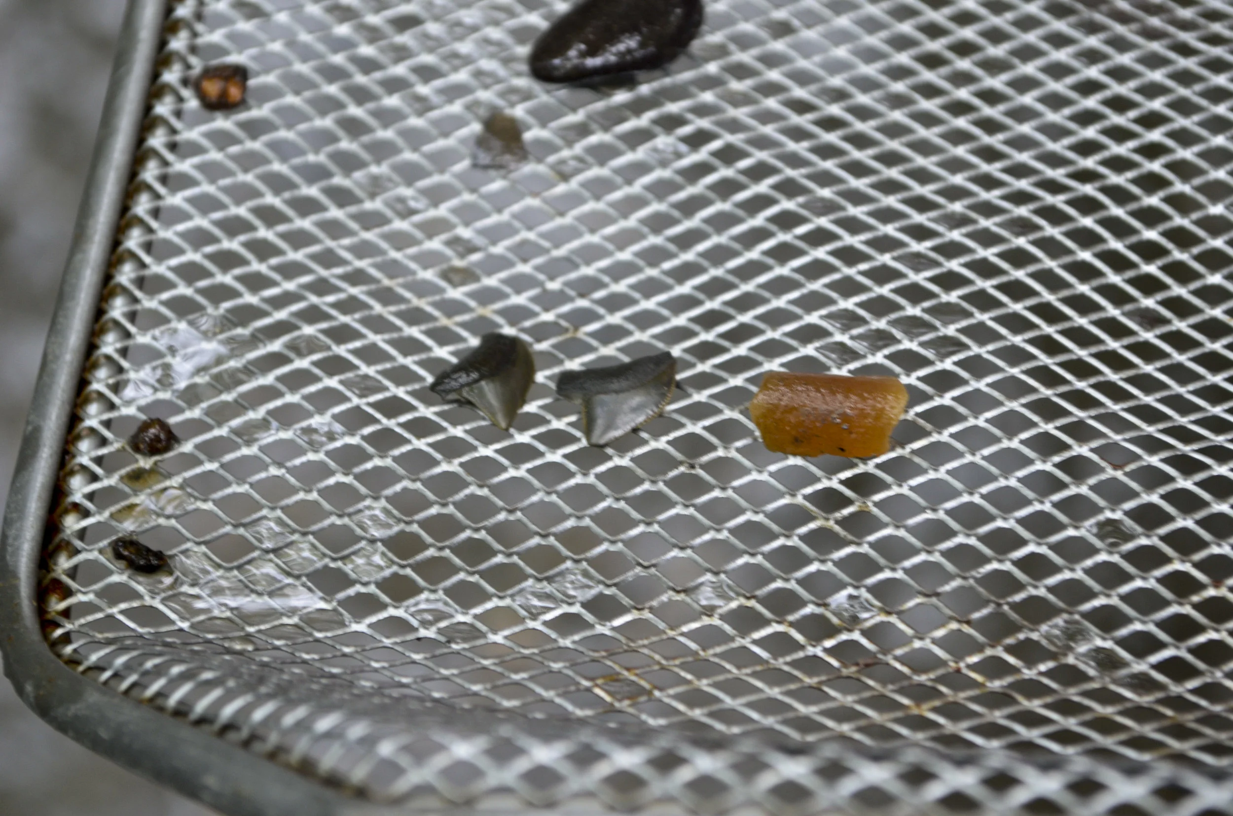 fossil_dig_19.jpg
