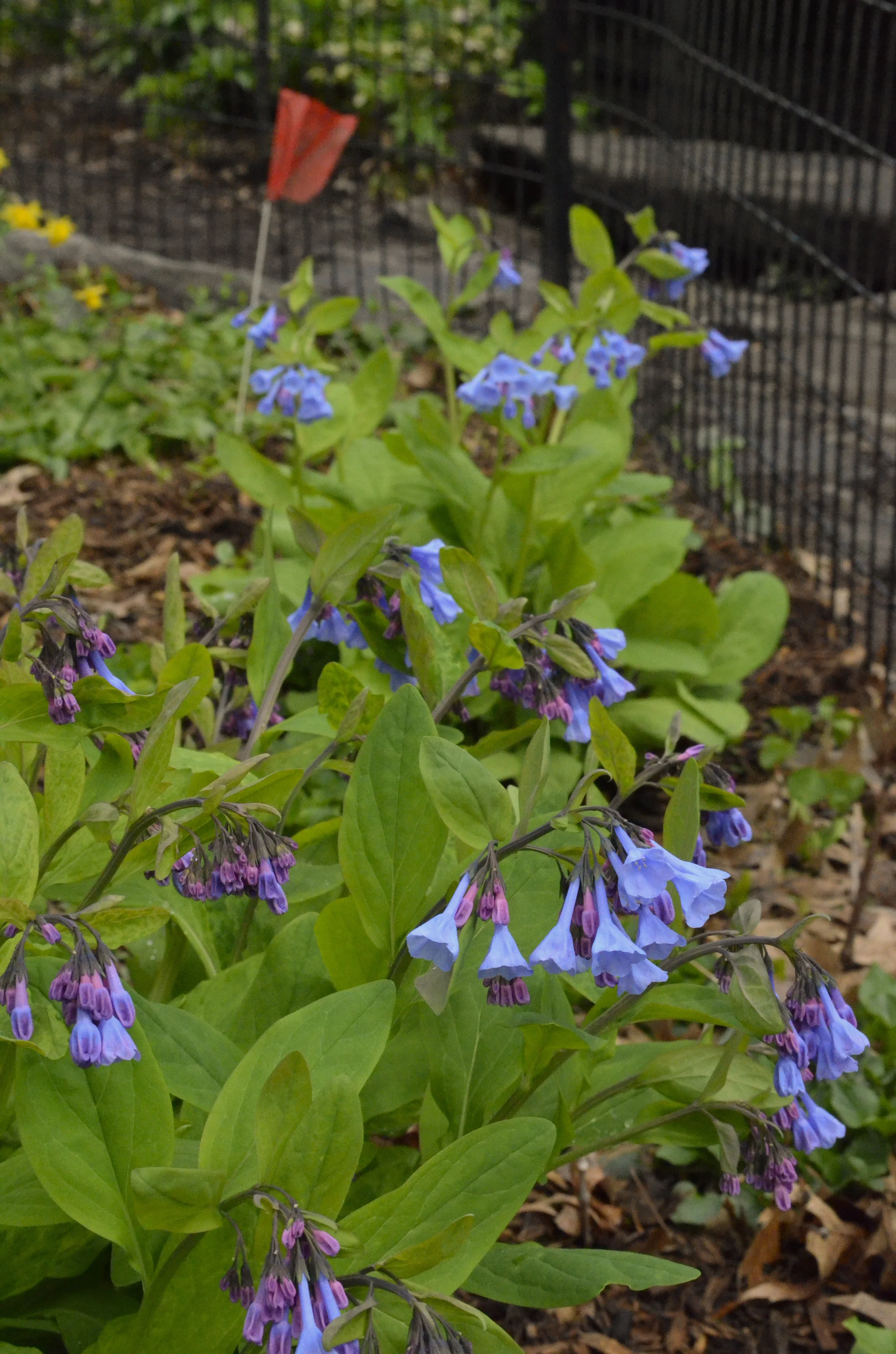2019_botany-walk-CP_09.jpg