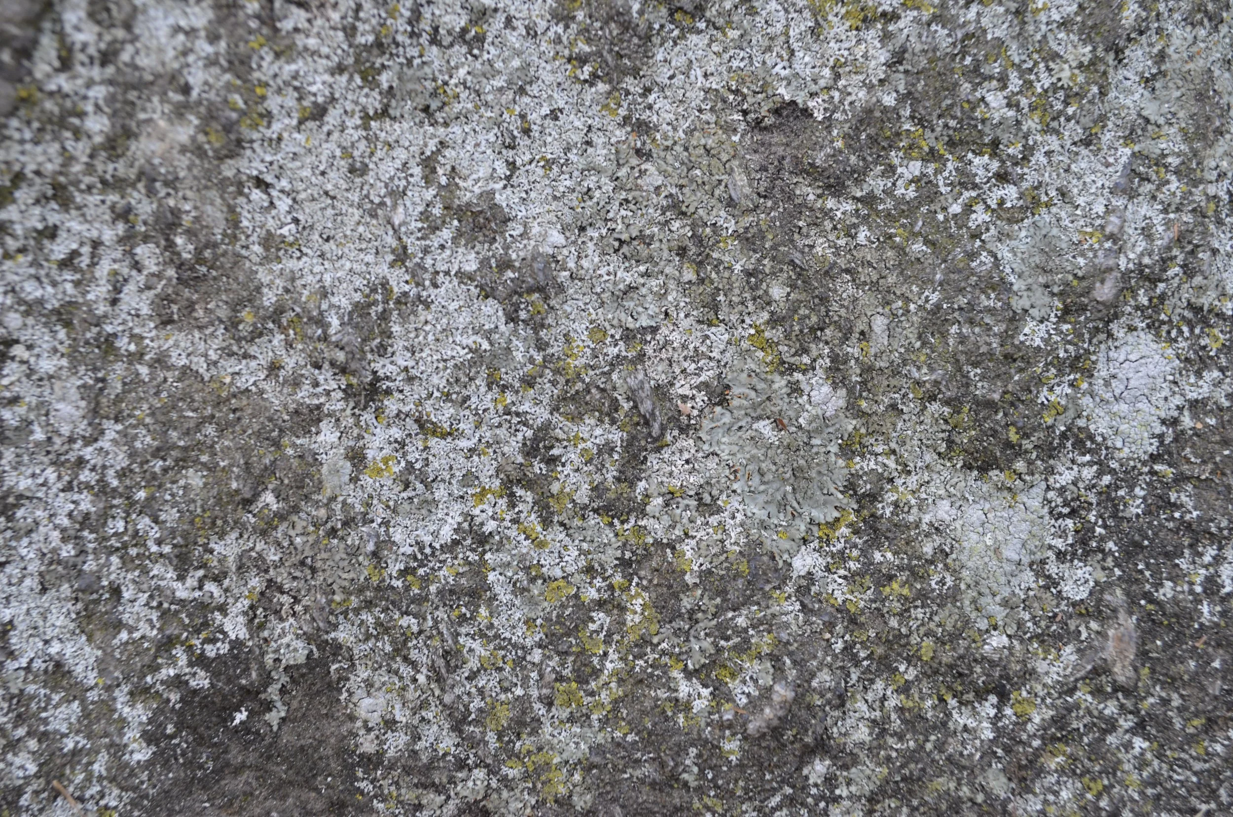 Photo Credit E. Morton