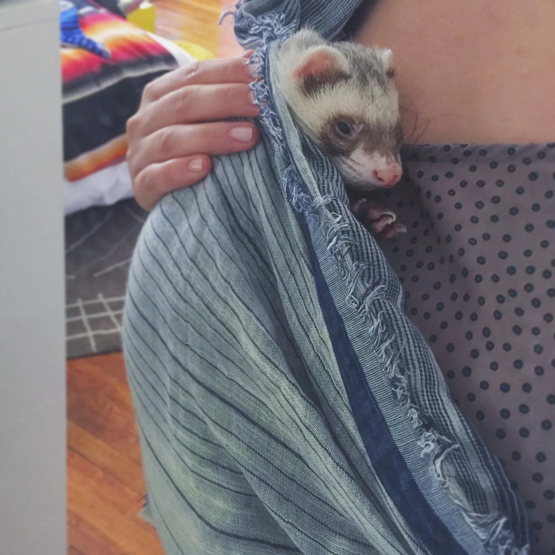 Baby wearing? Weasel wearing. Sneaks loves to be held close, and his cuddles are just what the doctor ordered my constant pain is getting me down.