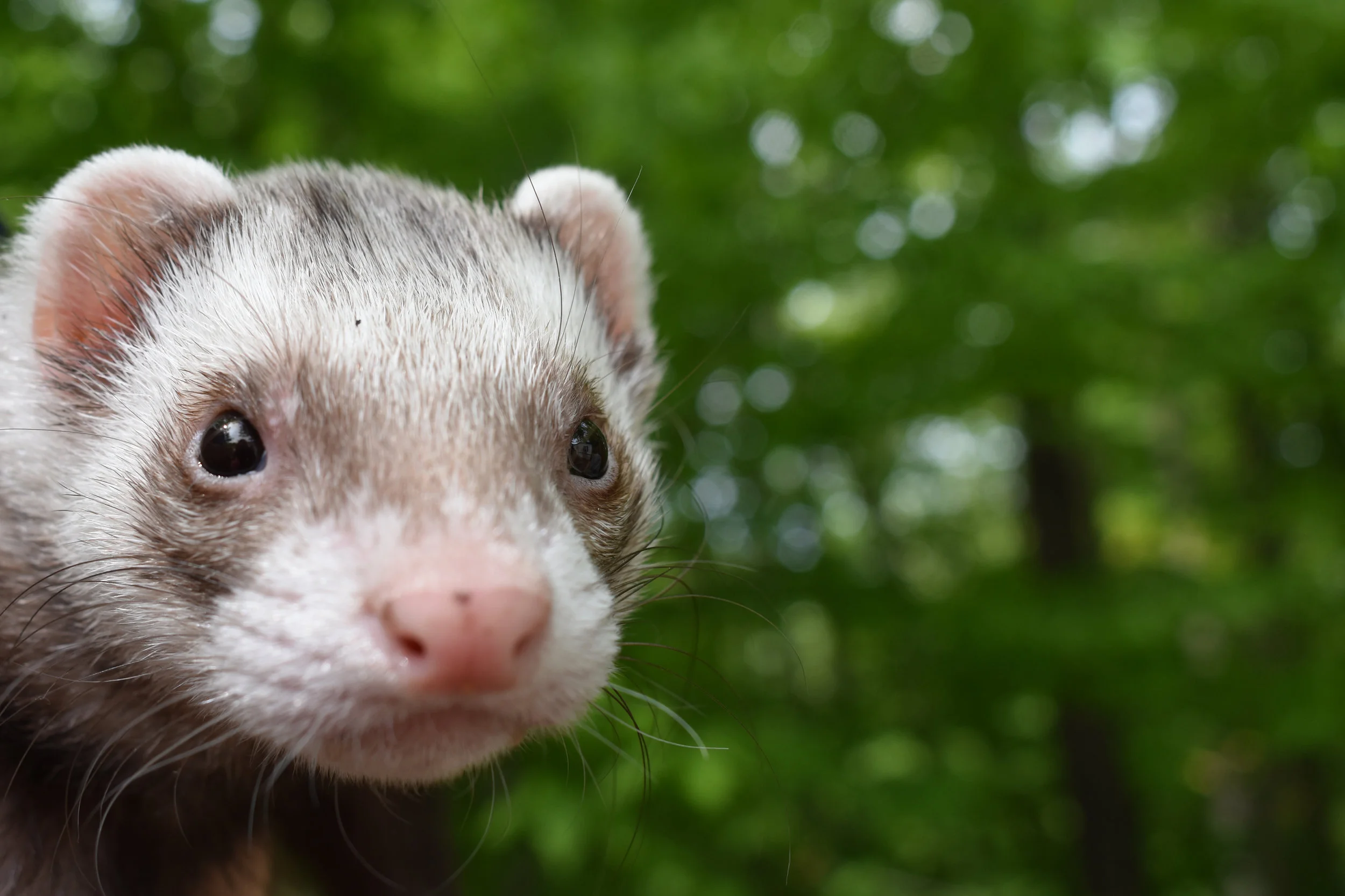 Sneaky Weasel hits the great outdoors in Eagle Lake, PA