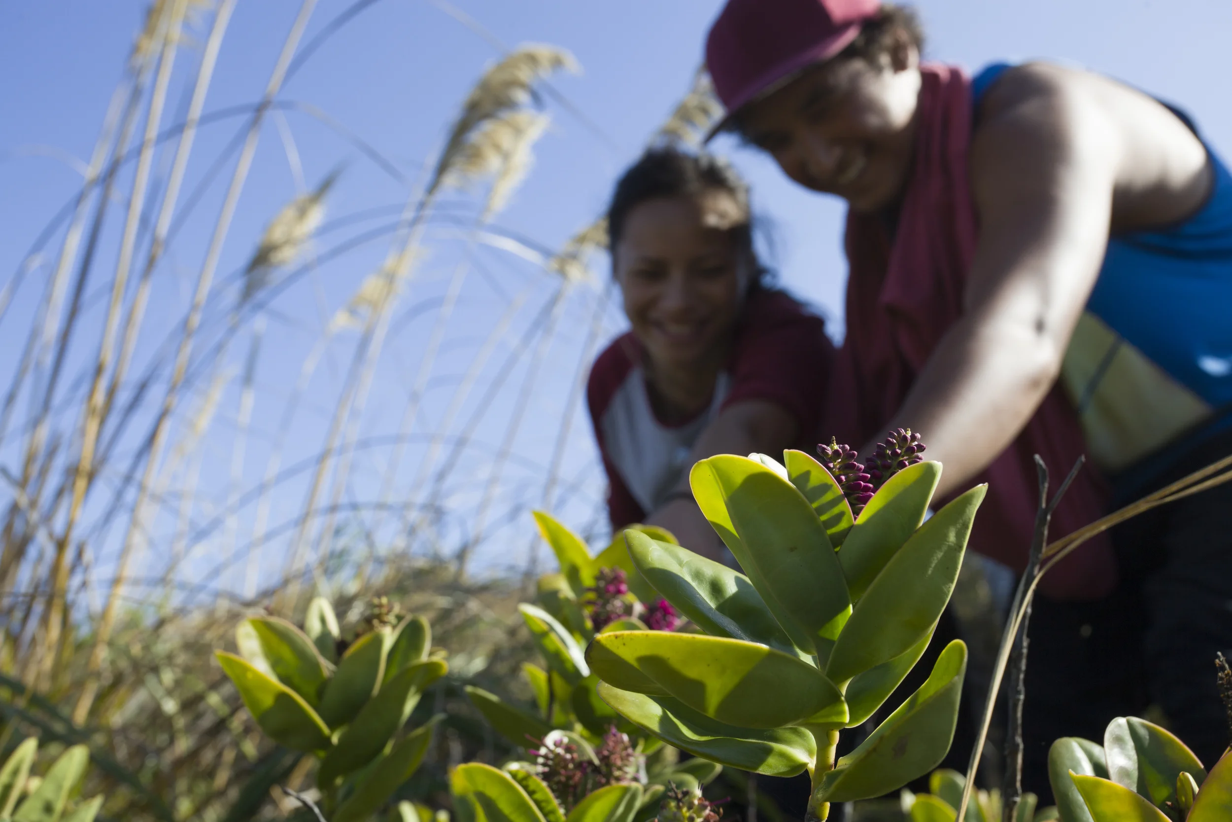 Students from Opononi Area School working with the Nationally Critically threatened Hebe speciosa or Napuka . 