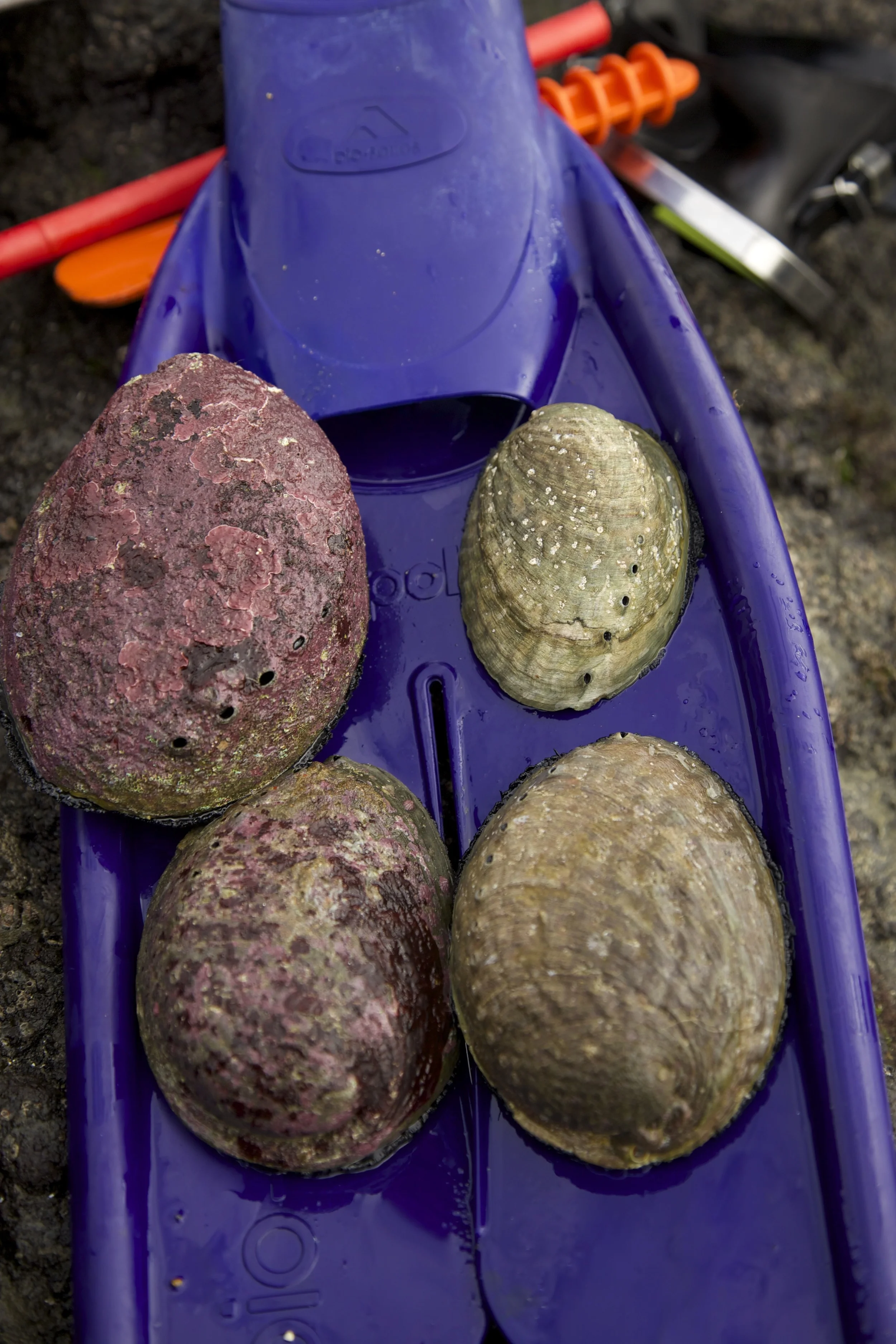 Paua at different developmental phases. Only the male paua at the top left has reached maturity. Paua as small as the juvenile one top right are being taken from the paua beds at Ahipara. Students aim to raise awareness of the damage being caused by poaching.