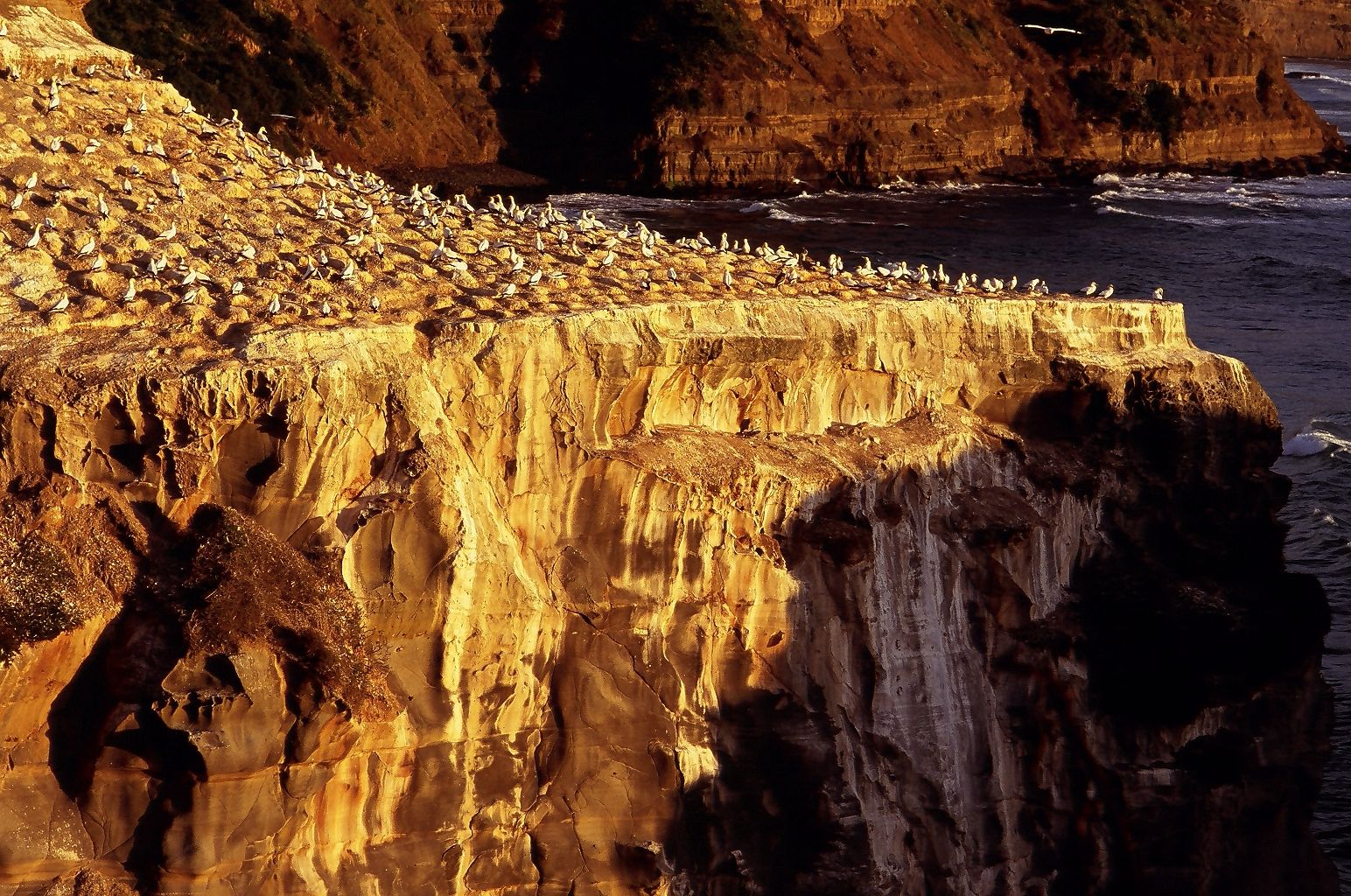 Tourism enterprise can improve the local economy and effective pest control programmes can improve tourism experience. Kaipara College were involved in predator trapping at the Muriwai Gannet Colony which is a major tourist attraction in Auckland.