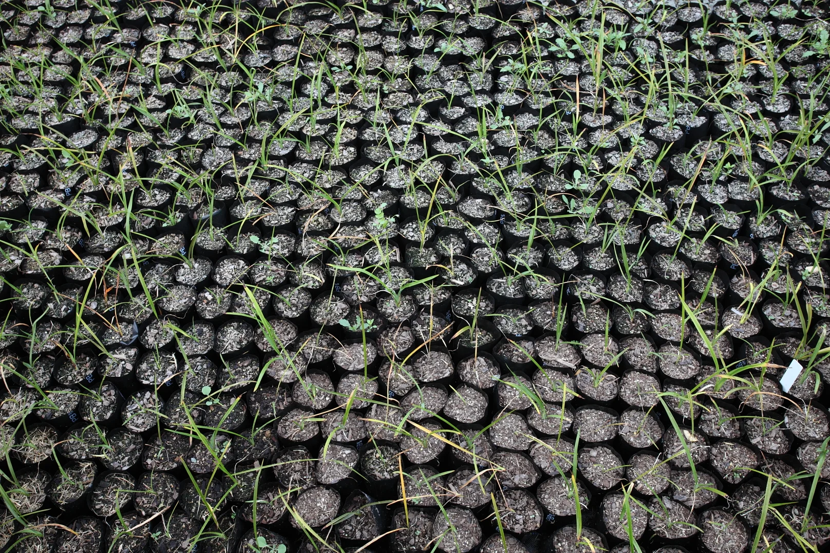 Nursery enterprises can provide employment in restoring wetlands and waterways.