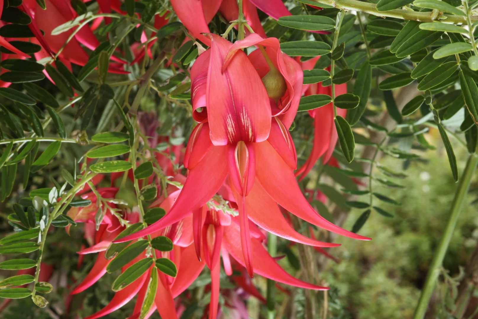 Kaka beak ( Clianthus puniceus ) has numerous threats but competition from exotic plant species is one of its greatest challenges.