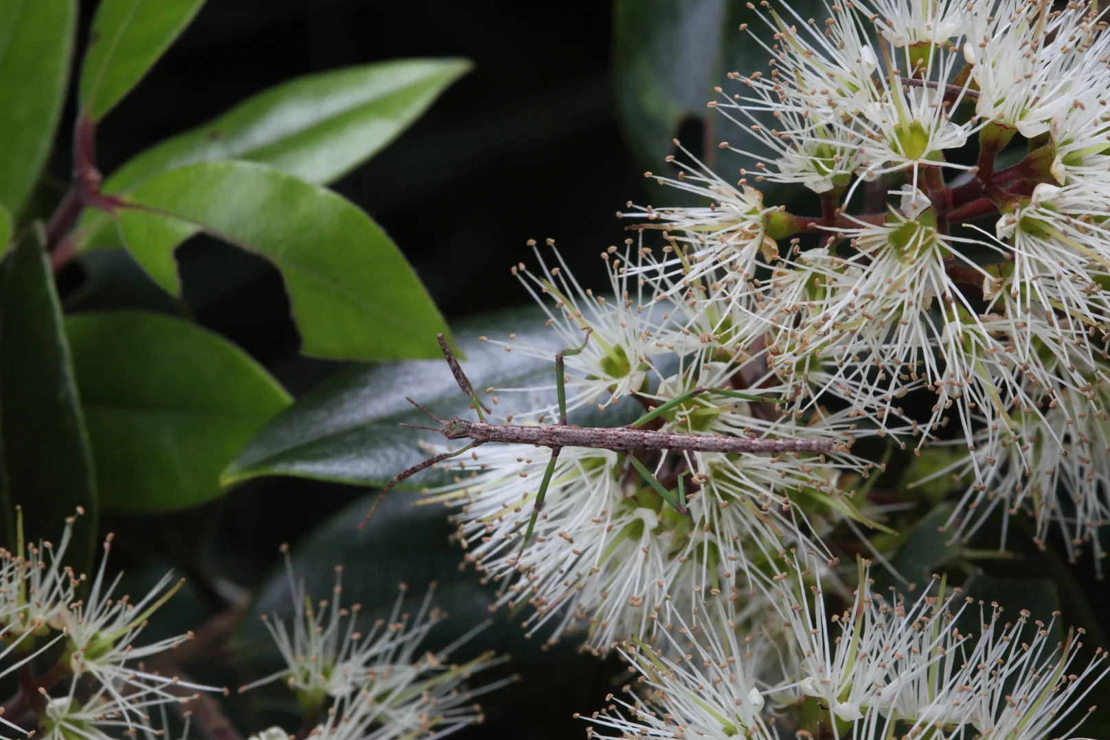 Students at Kaitaia College have been growing Bartlett's rata Metrosideros bartlettii .