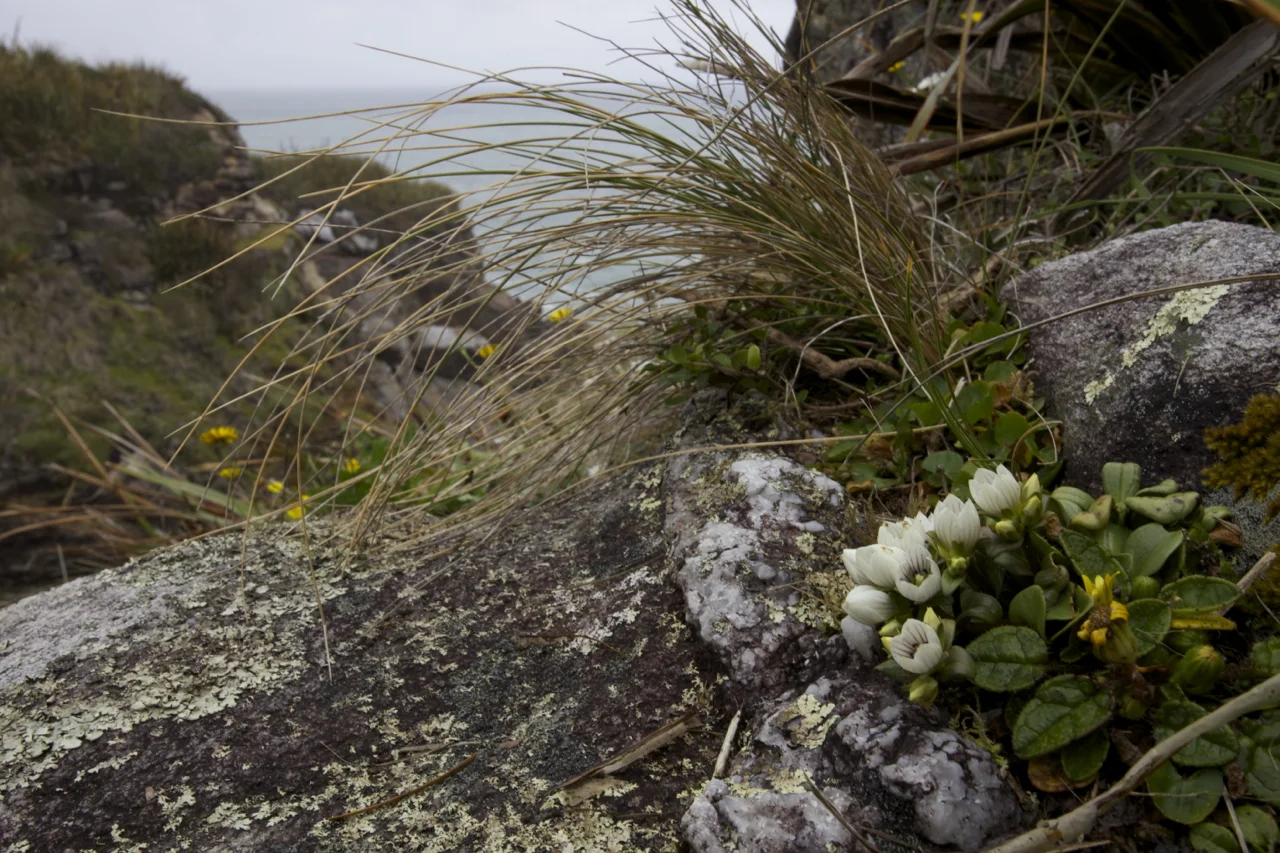 The nationally critically threatened Charlston gentian Gentianella scopulorum .
