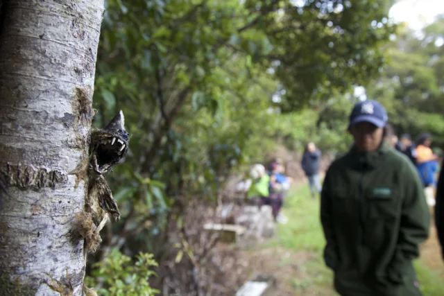 Dead stoat pinned to a tree.jpg
