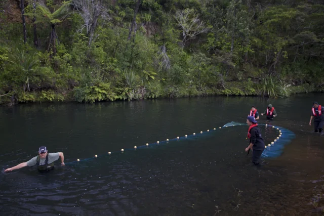 Drag netting in the Waipoua:2.jpg