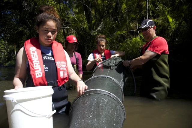 Fish monitoring in Waipoua 2016 .jpg