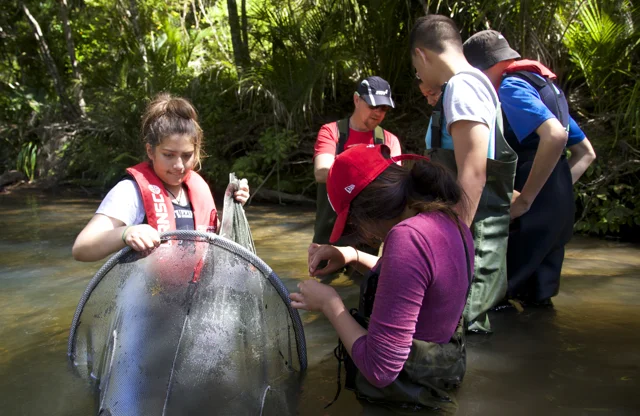Fish monitoring in Waipoua 2016:5.jpg