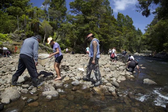Hand netting on Waipoua.jpg