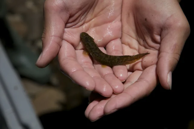 Kokopu in students hands.jpg
