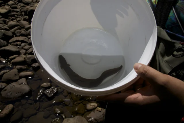 Small tuna in white bucket.jpg