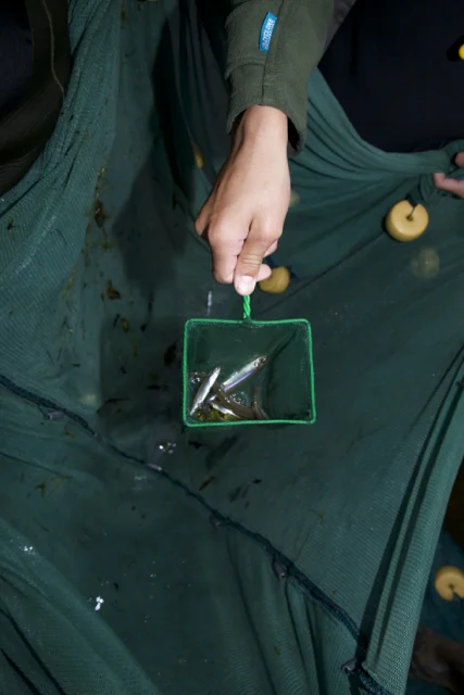 Smelt in net.jpg