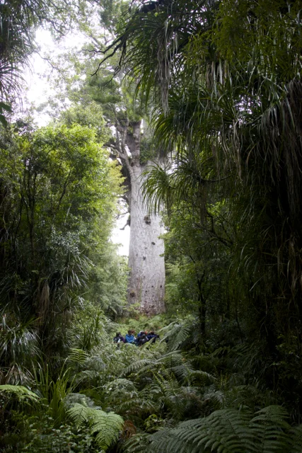 Students at foot of Tane Mahuta:3.jpg