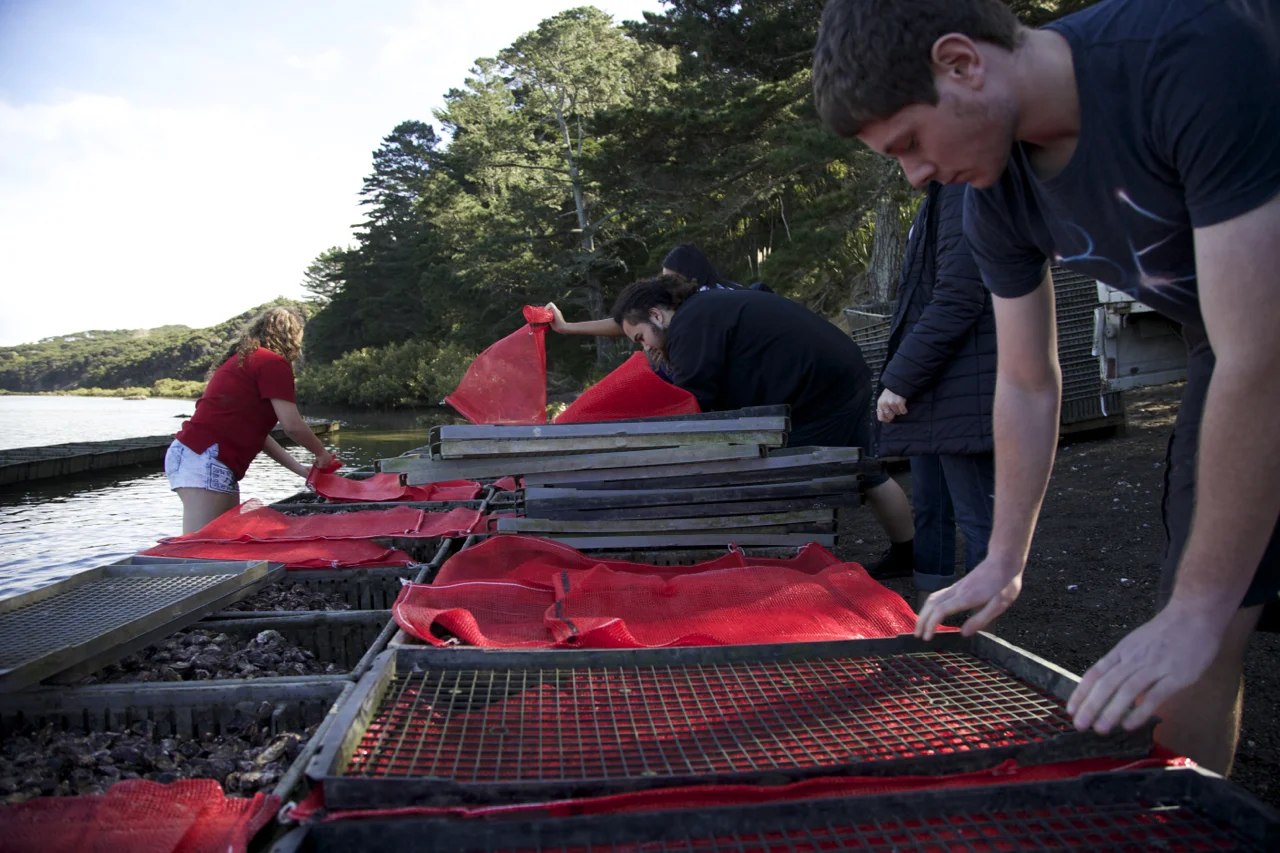 Juvenile oysters being prepared to be placed on the farm.