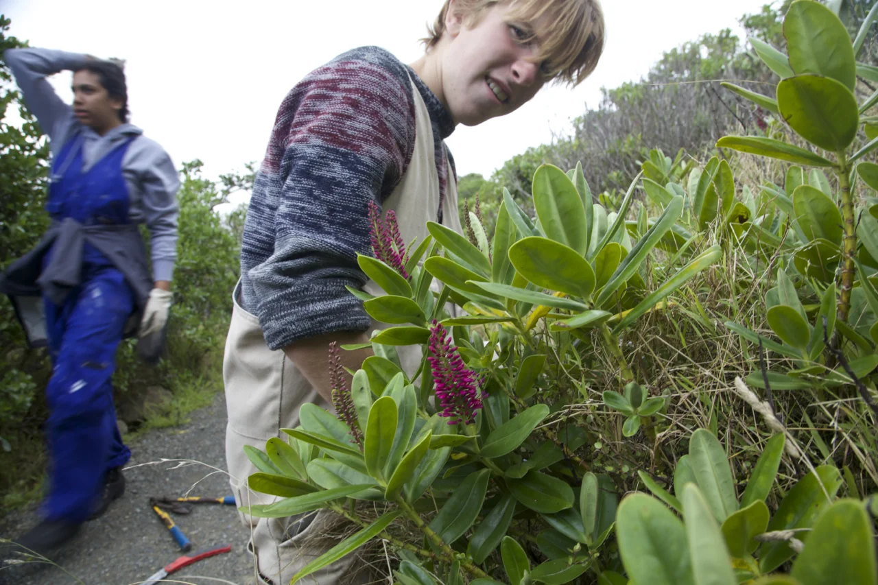 There are threatened plants as well as threatened animals on Matiu Somes. Here a student clears competitors from Ngapuka a critically threatened hebe.