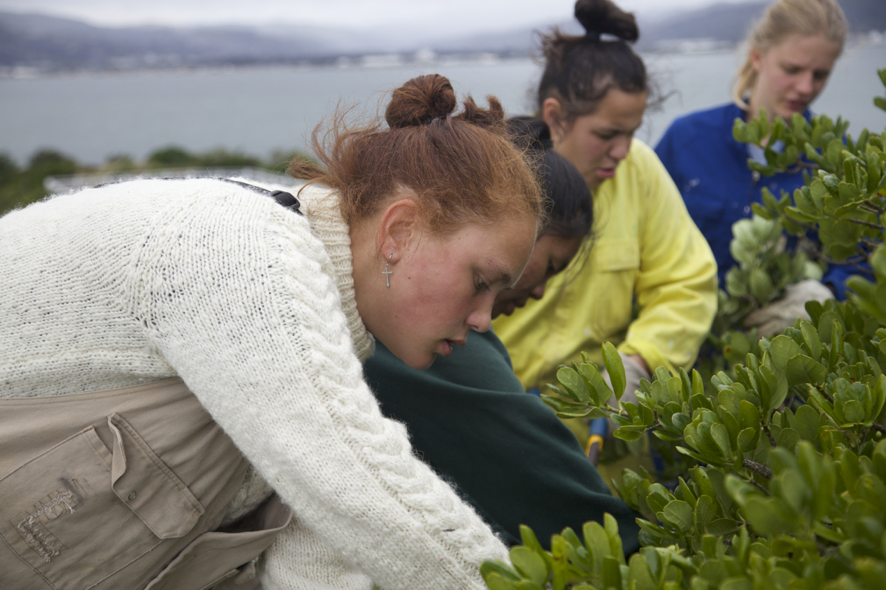 Students from Wellington High School volunteering on Matiu Somes Island