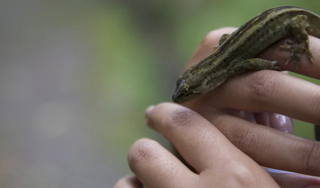 Lizard in hands 3.jpg