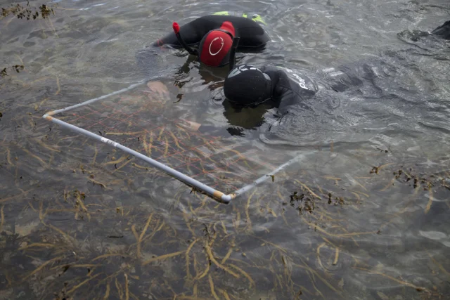 Students counting paua on a quadrat.jpg