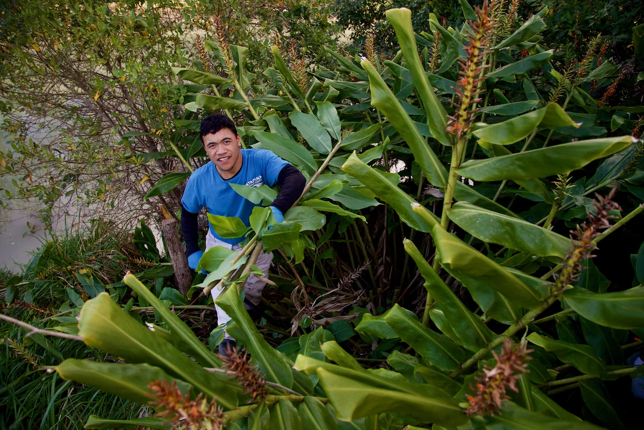 Tauira clear a jungle of ginger in Tokomaru Bay.