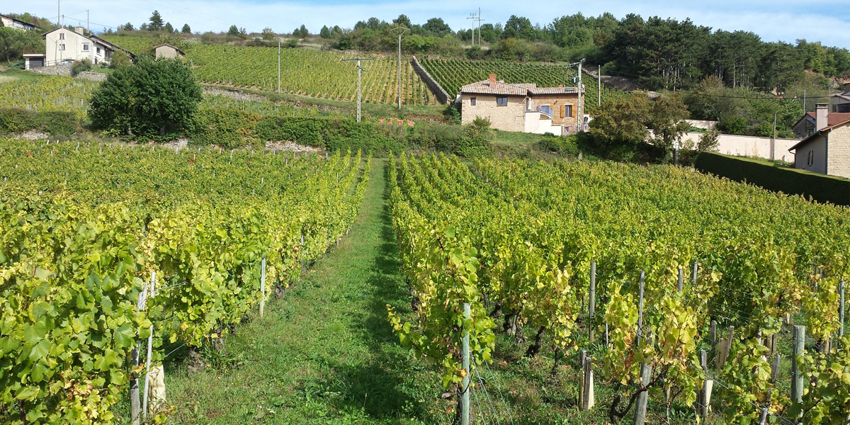 pierre boyat campbell burton wines pierre boyat campbell burton wines