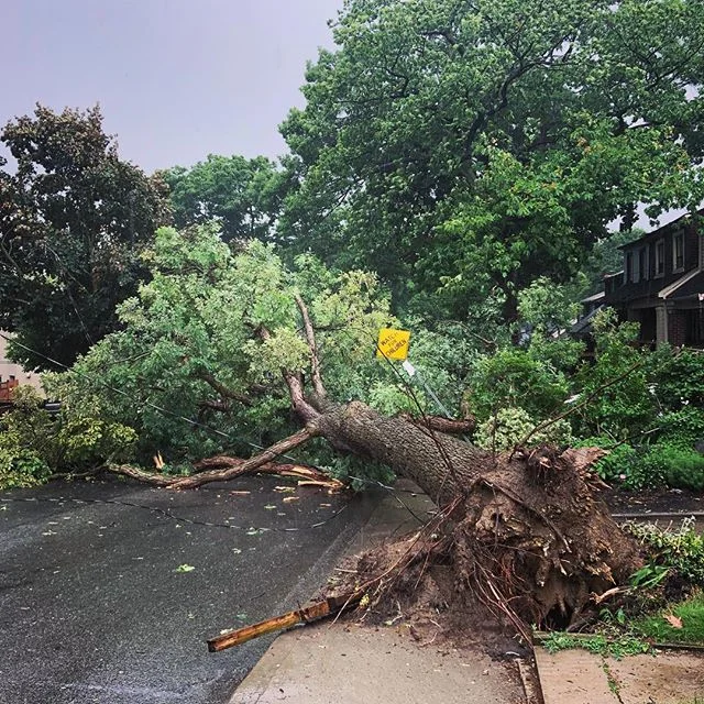 Tree came down.
