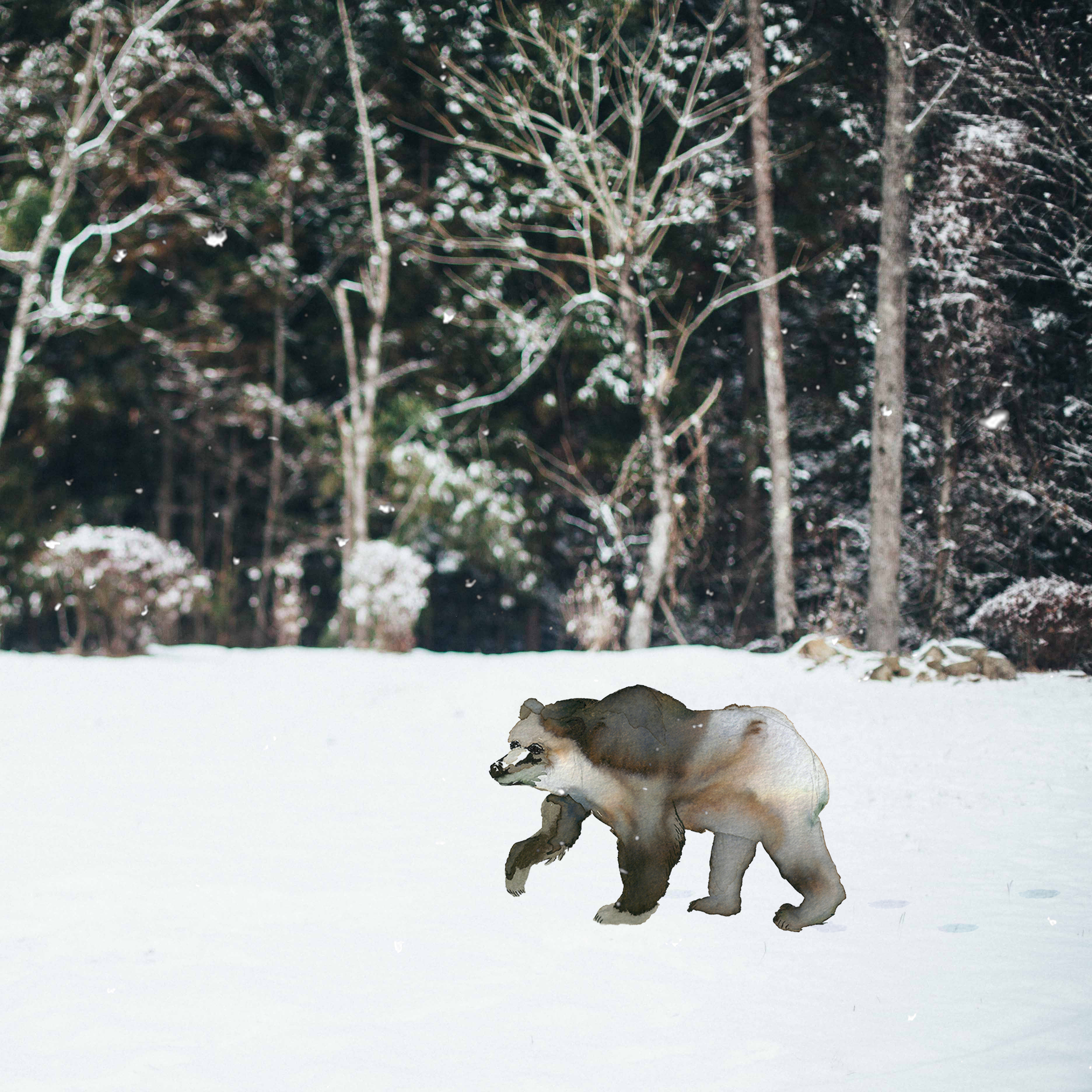 Bear In the Snow.jpg