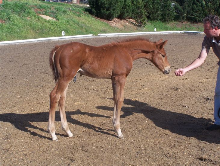 Vedette's filly foal by Debussy (Dimaggio/Der Loewe xx, Callum Park Daisy.