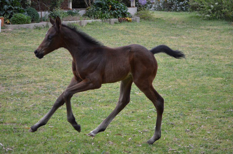 Progeny - filly by Versace