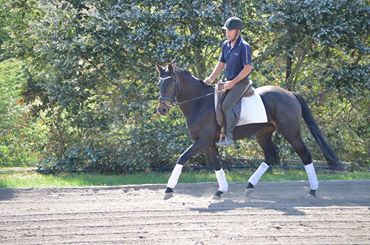 Progeny - Callum Park Dubarry by Damsay