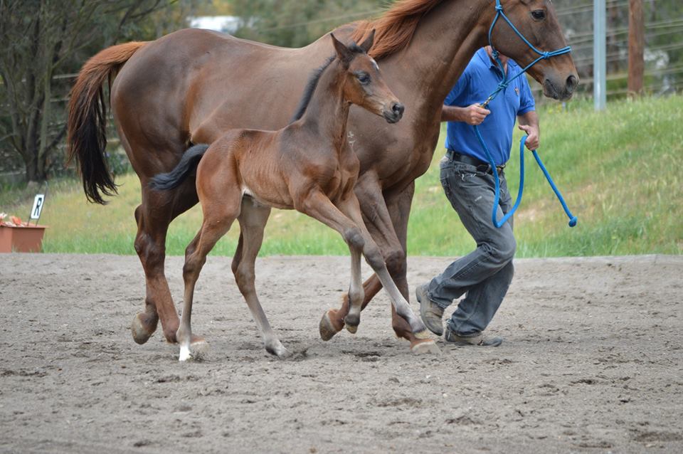 Show Promise with foal at foot