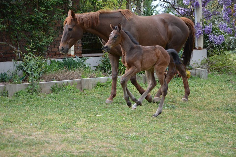 Show Promise with foal at foot