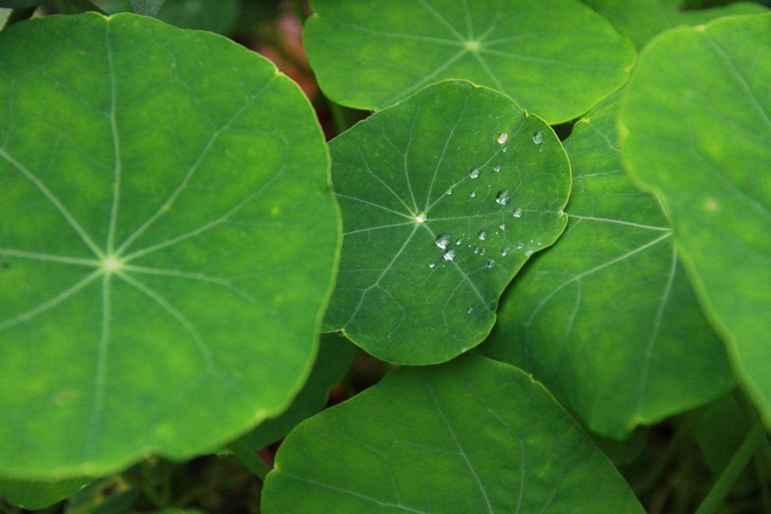 August nesturtiums.jpg