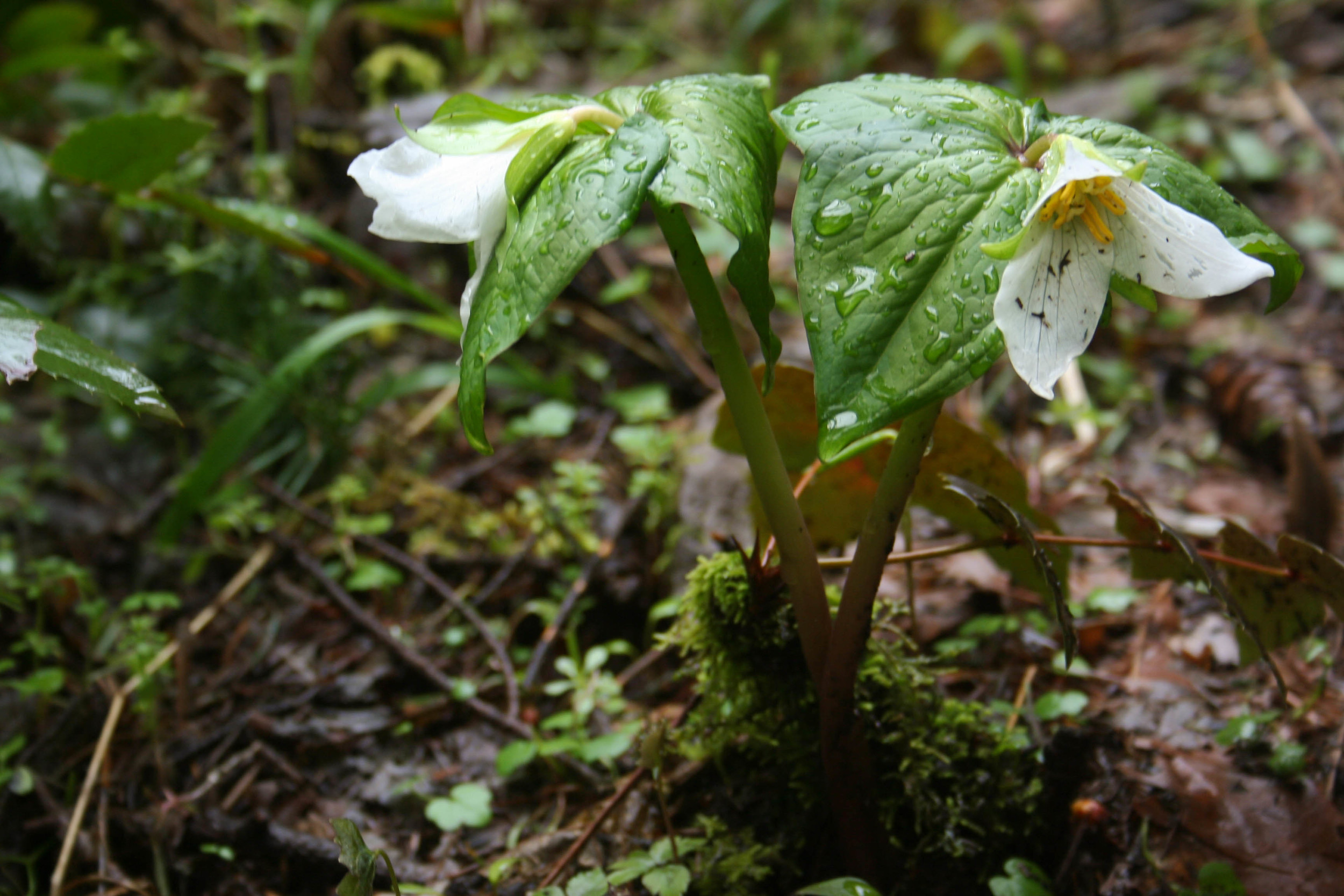 April trillium_.jpg