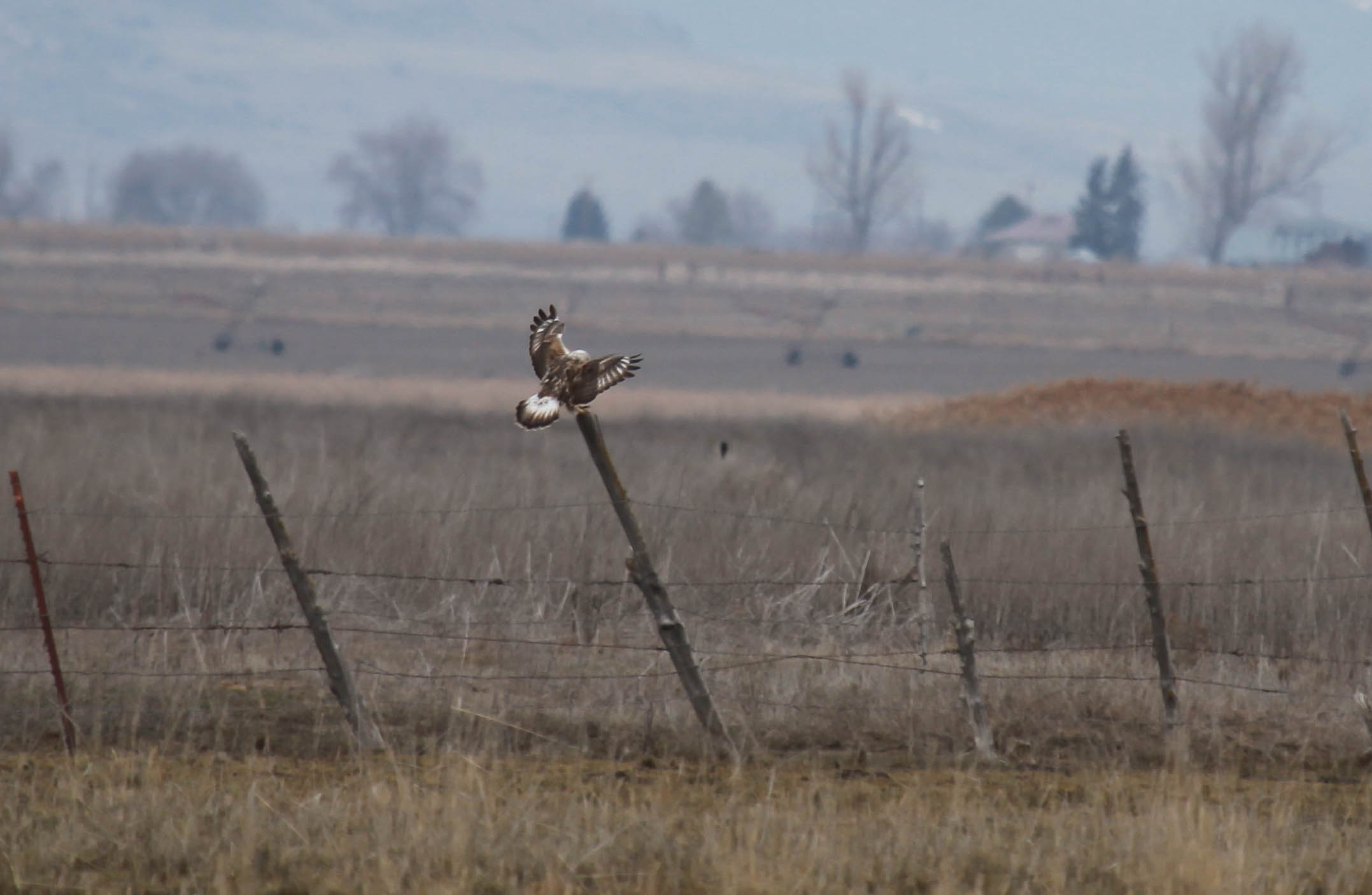 April utah hawk_.jpg