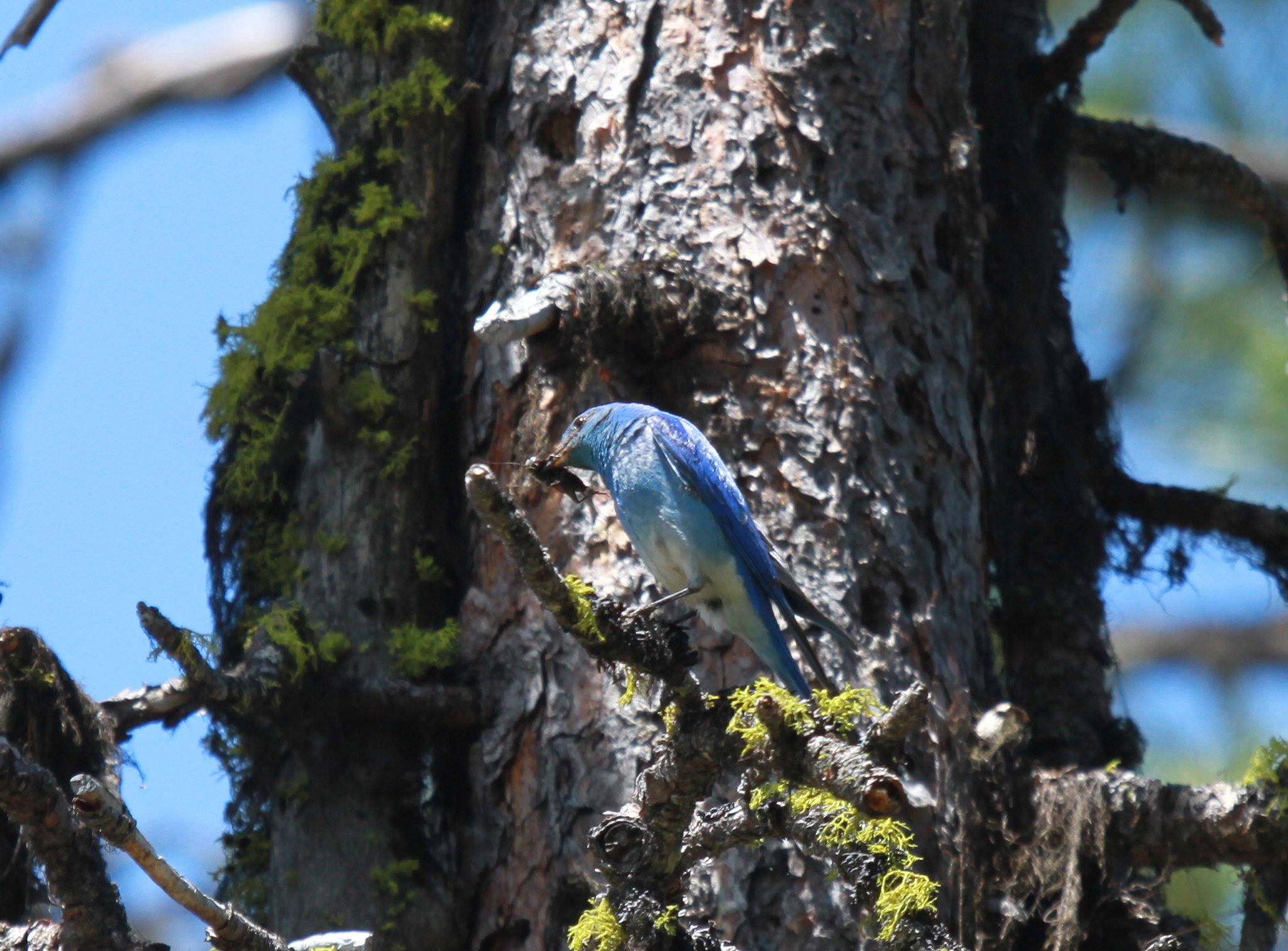 Blue mtn blue bird w cricket 2014 3.JPG