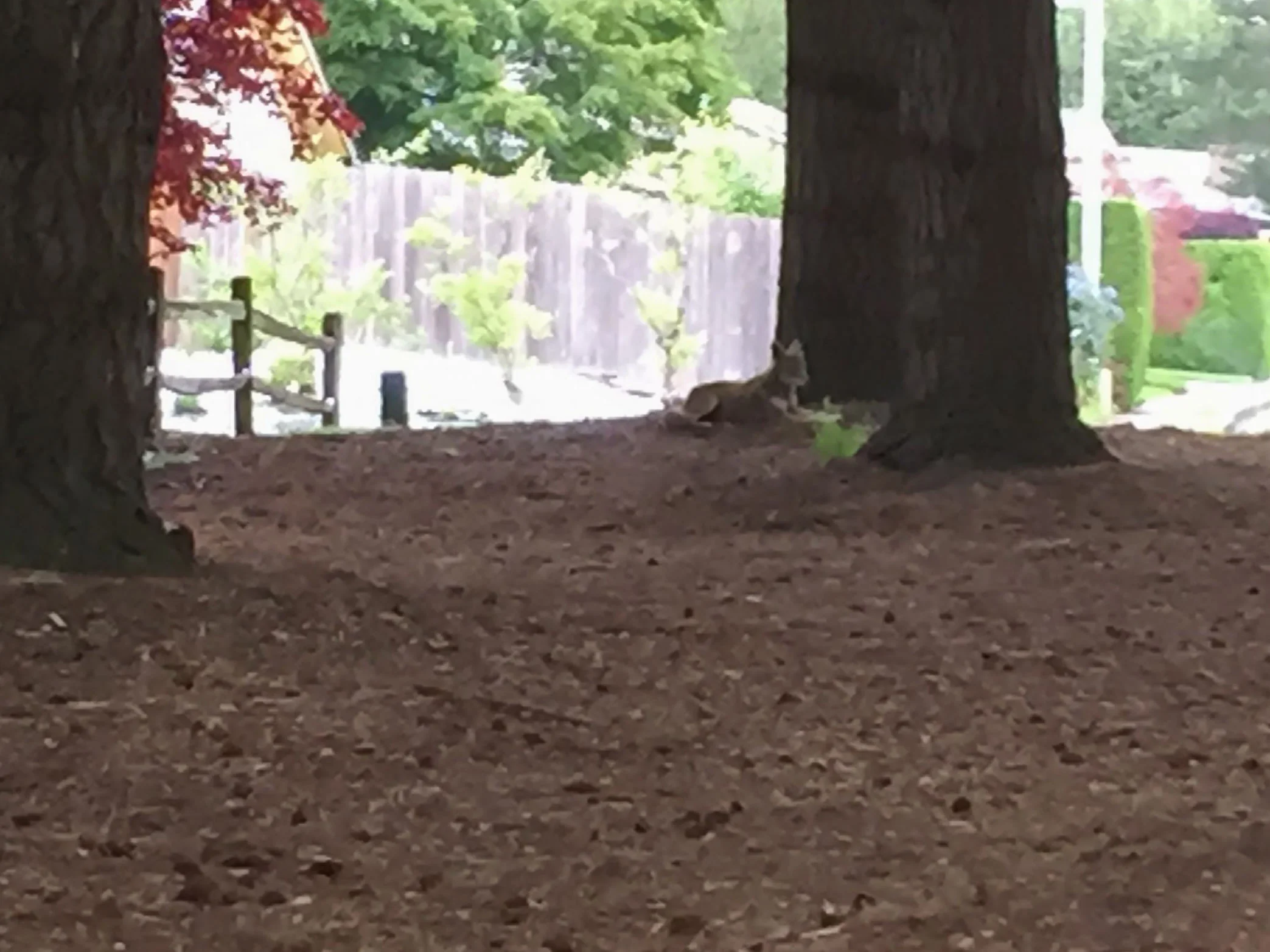 Coyote at the base of the cedar tree - a poor iphone photo taken from a distance.