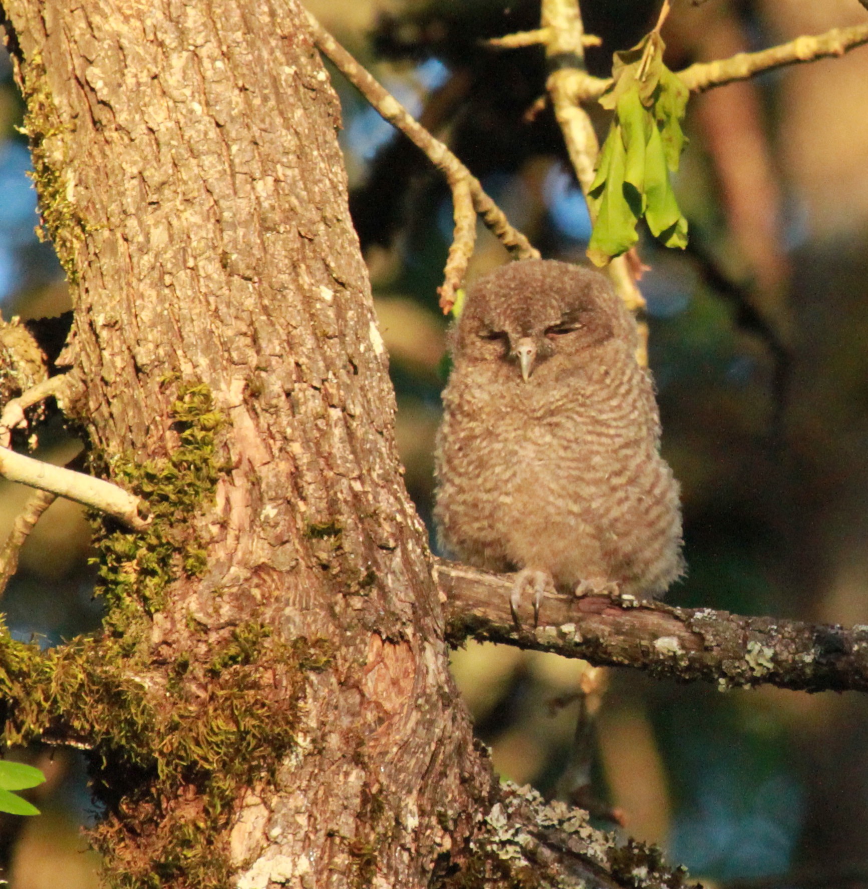 greenway owlet - 50.jpg