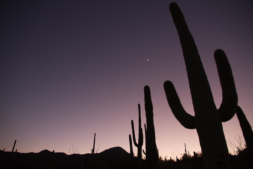 arizona saguaro night-2.jpg